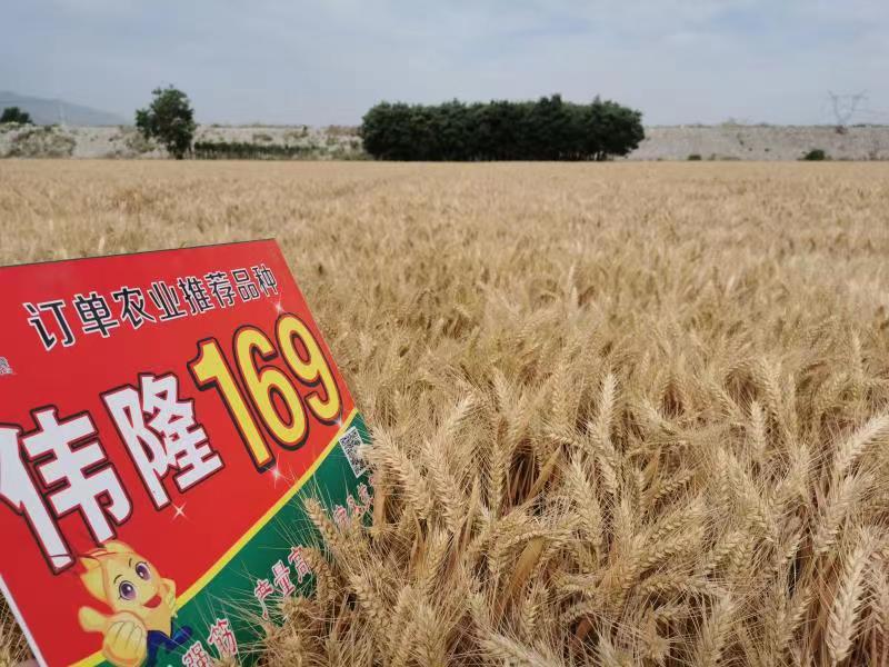 重磅！集團(tuán)兩項(xiàng)產(chǎn)品入選農(nóng)業(yè)農(nóng)村部2023年農(nóng)業(yè)主導(dǎo)品種